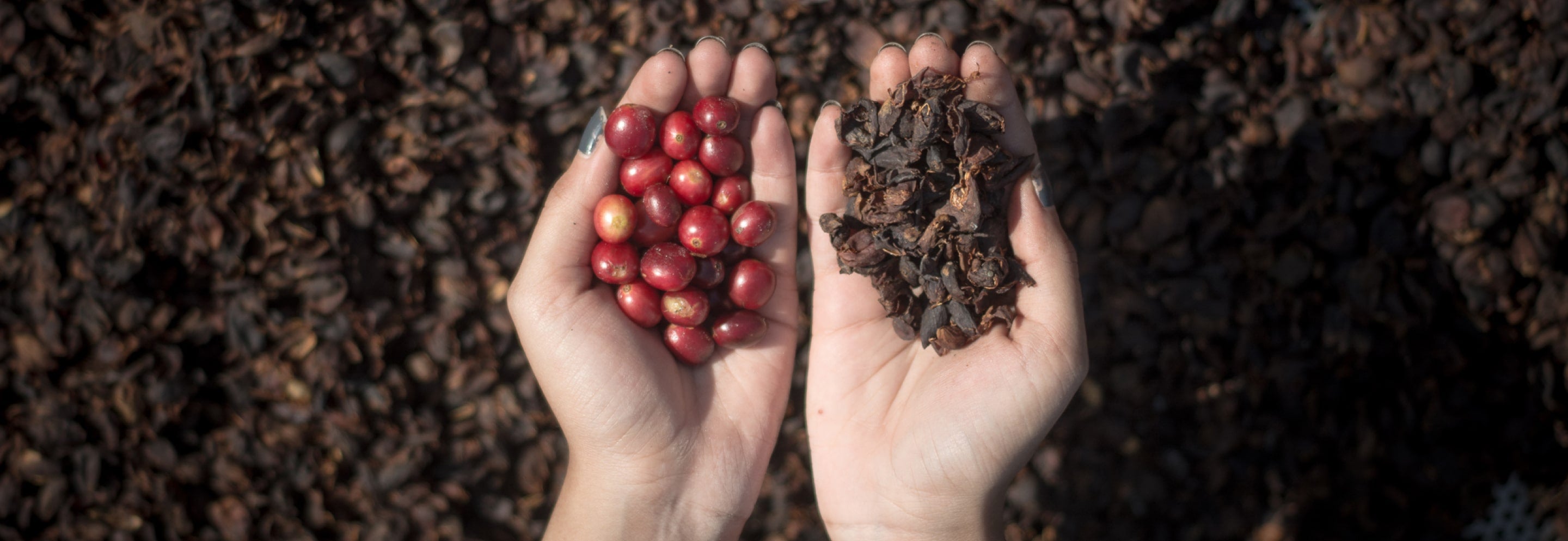 History of Coffee