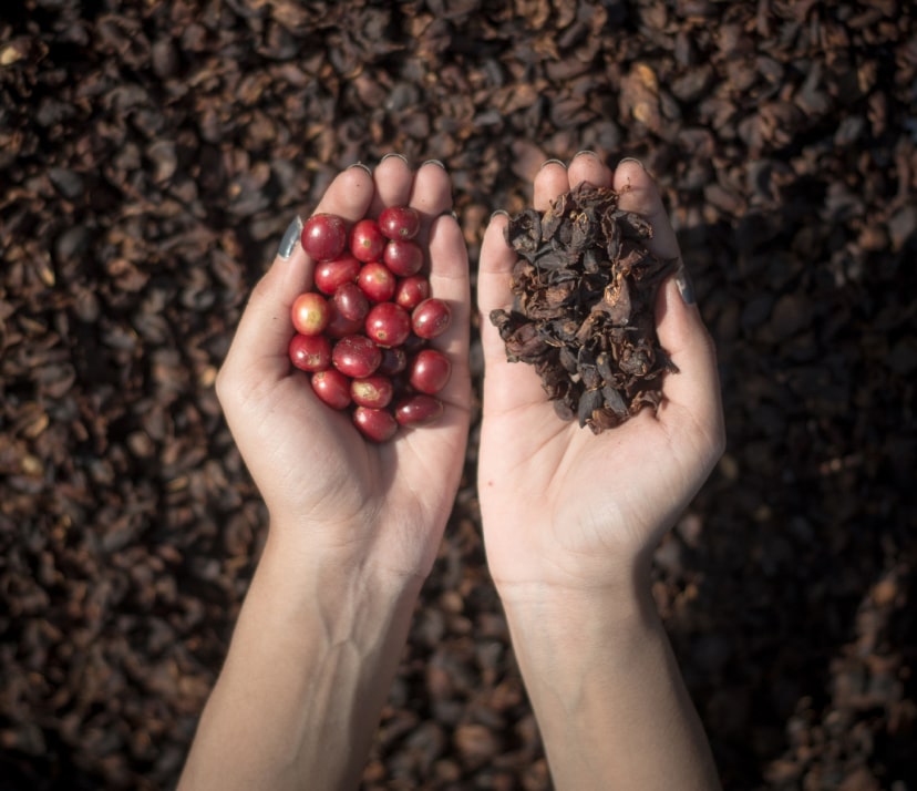 History of Coffee
