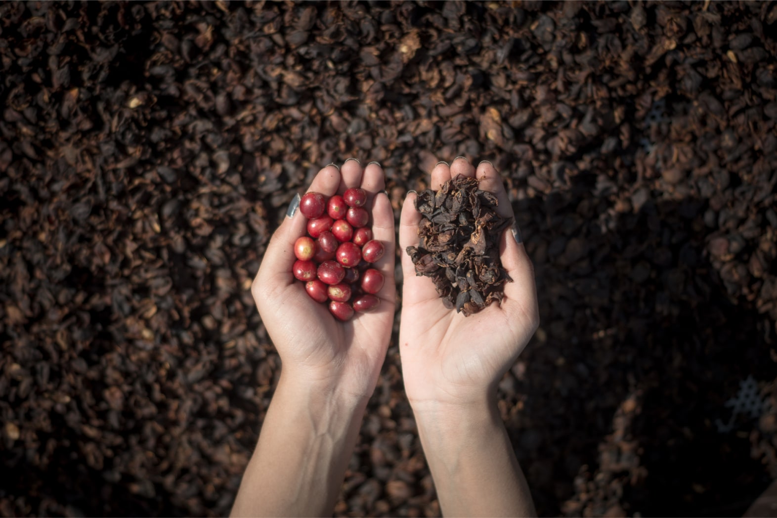Best Ground Coffee & Beans