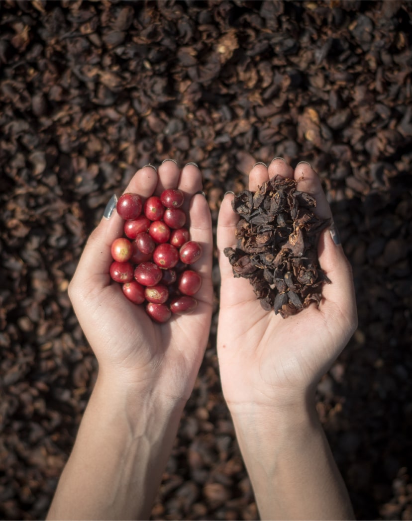Best Ground Coffee & Beans