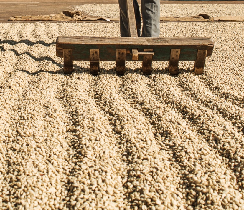 Coffee beans : Everything you need to know